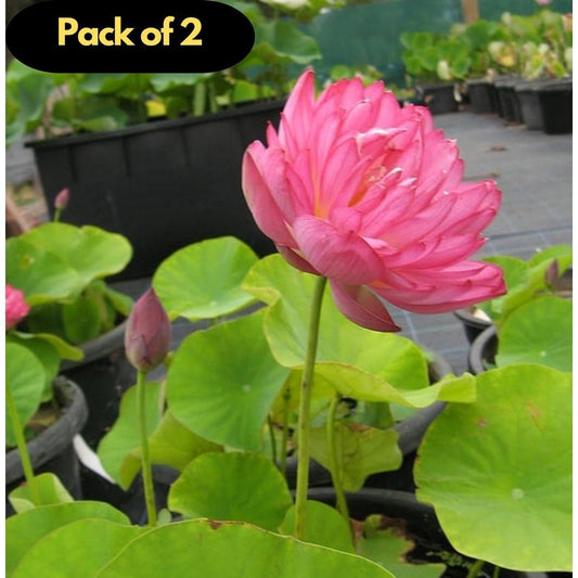 40 Pcs Japanese Bonsai Lotus Seeds Pack of 2